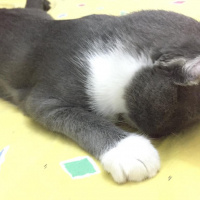 Tekir Kedi, Kedi  paspas fotoğrafı