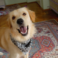 Golden Retriever, Köpek  BUFFY fotoğrafı