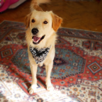 Golden Retriever, Köpek  BUFFY fotoğrafı