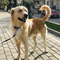 Golden Retriever, Köpek  BUFFY fotoğrafı