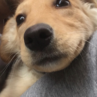Golden Retriever, Köpek  Tekila fotoğrafı