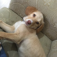 Golden Retriever, Köpek  Şila fotoğrafı