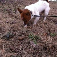 Jack Russell Terrier, Köpek  potter fotoğrafı