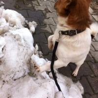 Jack Russell Terrier, Köpek  potter fotoğrafı