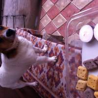 Jack Russell Terrier, Köpek  potter fotoğrafı