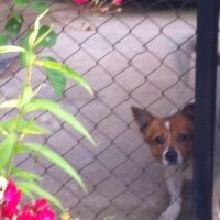 Jack Russell Terrier, Köpek  potter fotoğrafı