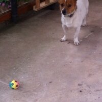 Jack Russell Terrier, Köpek  potter fotoğrafı