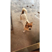 Jack Russell Terrier, Köpek  potter fotoğrafı