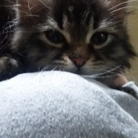Sibirya Kedisi, Kedi  Boncuk fotoğrafı