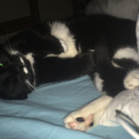 Tekir Kedi, Kedi  Gece fotoğrafı