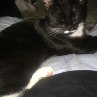 Tekir Kedi, Kedi  Gece fotoğrafı