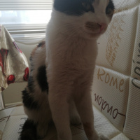 Tekir Kedi, Kedi  Beste fotoğrafı