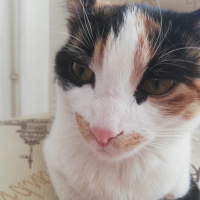 Tekir Kedi, Kedi  Beste fotoğrafı