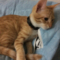 Tekir Kedi, Kedi  Kaju fotoğrafı