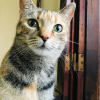 Tekir Kedi, Kedi  sabriye fotoğrafı