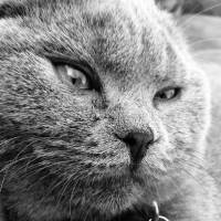 Scottish Fold, Kedi  Zeus fotoğrafı