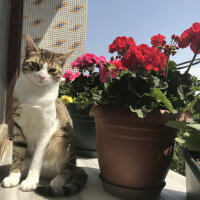 Tekir Kedi, Kedi  hamsi fotoğrafı