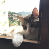 Tekir Kedi, Kedi  hamsi fotoğrafı