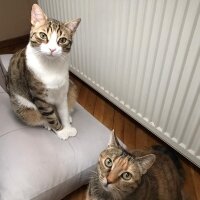 Tekir Kedi, Kedi  hamsi fotoğrafı