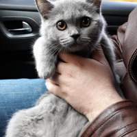 British Shorthair, Kedi  Leyla fotoğrafı