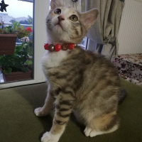 Tekir Kedi, Kedi  Şilan fotoğrafı
