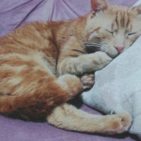 Sarman, Kedi  Çizi fotoğrafı