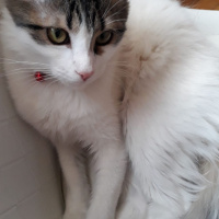 Tekir Kedi, Kedi  MATHILDAma sicak bir yuva ariyoruzz fotoğrafı