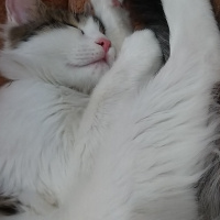 Tekir Kedi, Kedi  MATHILDAma sicak bir yuva ariyoruzz fotoğrafı