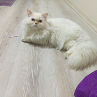 İran Kedisi (Persian), Kedi  Köpük fotoğrafı