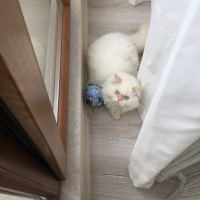 İran Kedisi (Persian), Kedi  Köpük fotoğrafı