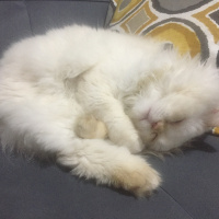 İran Kedisi (Persian), Kedi  Köpük fotoğrafı