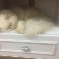 İran Kedisi (Persian), Kedi  Köpük fotoğrafı
