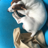 Jack Russell Terrier, Köpek  Pablo fotoğrafı