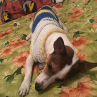 Jack Russell Terrier, Köpek  Pablo fotoğrafı