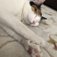 Tekir Kedi, Kedi  Mişha fotoğrafı