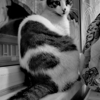 Tekir Kedi, Kedi  Öksüz fotoğrafı