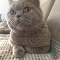 British Shorthair, Kedi   fotoğrafı
