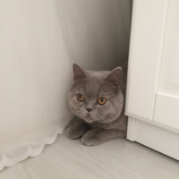 British Shorthair, Kedi   fotoğrafı