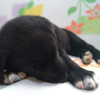 Labrador Retriever, Köpek  Ares fotoğrafı