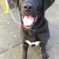 Labrador Retriever, Köpek  Ares fotoğrafı
