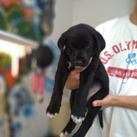 Labrador Retriever, Köpek  Ares fotoğrafı