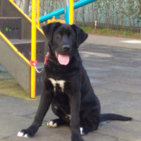 Labrador Retriever, Köpek  Ares fotoğrafı