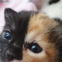 Tekir Kedi, Kedi  Cupcake fotoğrafı