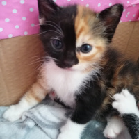 Tekir Kedi, Kedi  Cupcake fotoğrafı