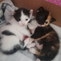 Tekir Kedi, Kedi  Cupcake fotoğrafı