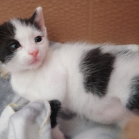 Tekir Kedi, Kedi  Cupcake fotoğrafı