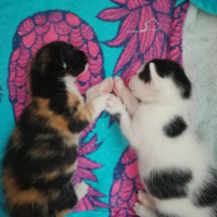 Tekir Kedi, Kedi  Cupcake fotoğrafı