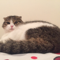 Scottish Fold, Kedi  mojo fotoğrafı