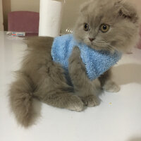 Scottish Fold, Kedi  MARSEL fotoğrafı