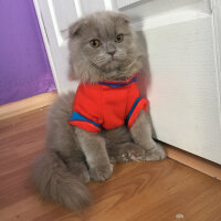 Scottish Fold, Kedi  MARSEL fotoğrafı